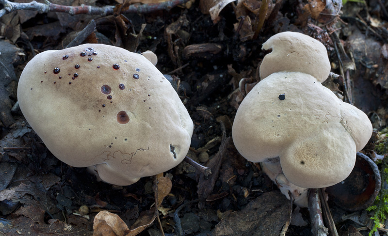 Hydnellum ferrugineum